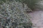 Stranddistel / Strand-Mannstreu - Eryngium maritimum