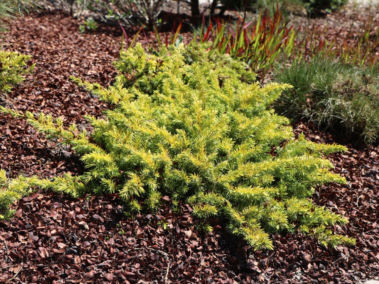 Strand-Wacholder 'Allgold'