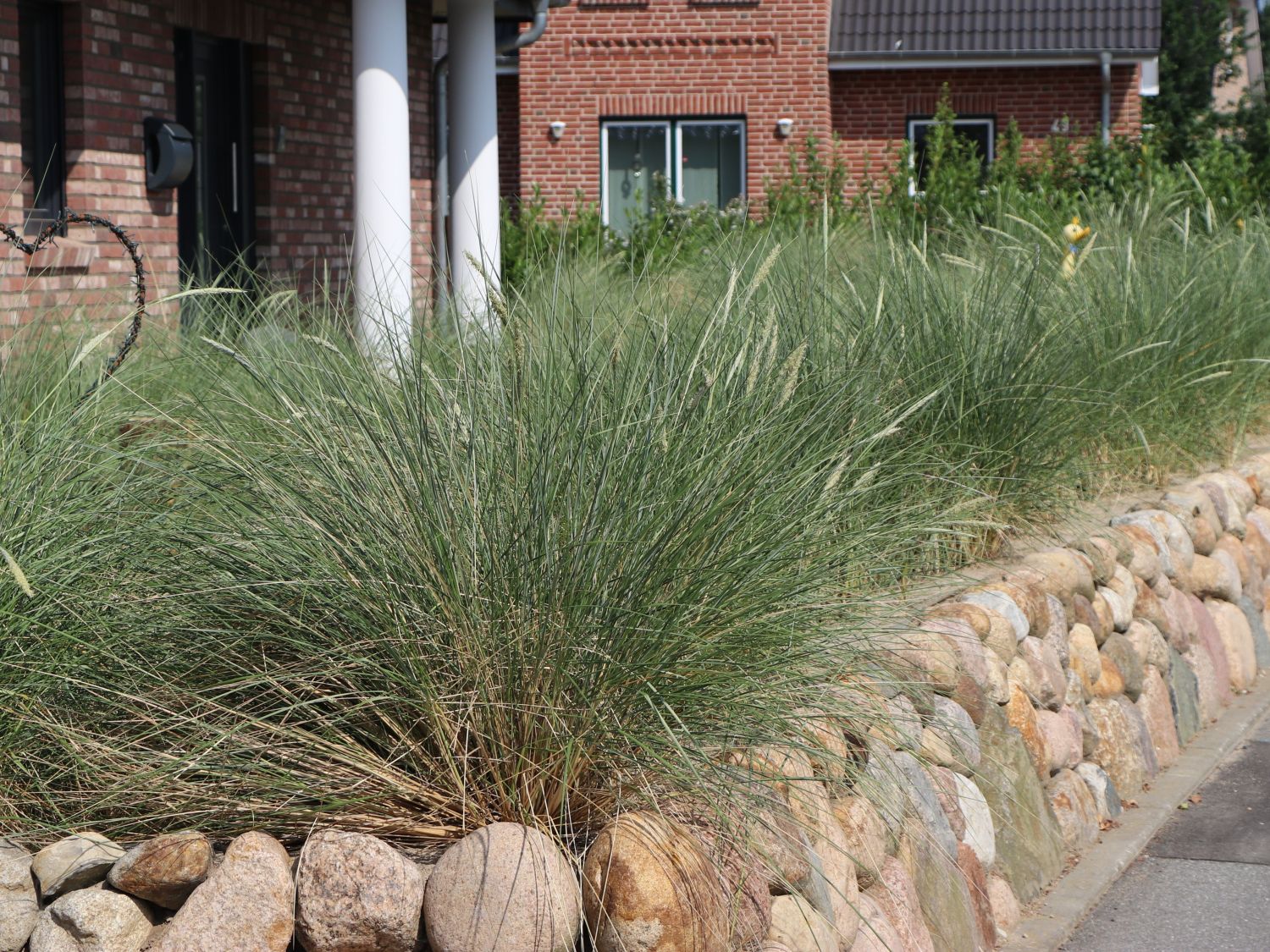 Strandhafer - Ammophila arenaria