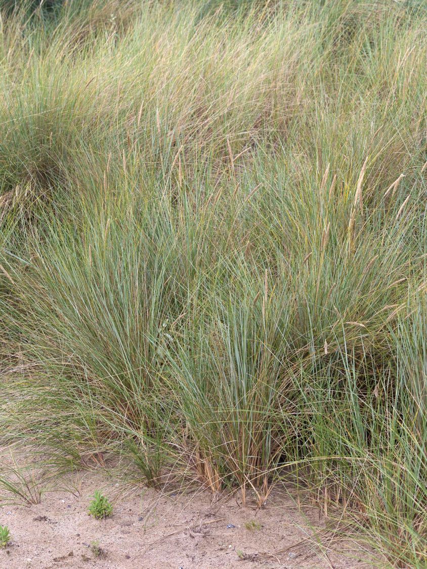 Strandhafer - Ammophila arenaria