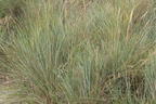 Strandhafer - Ammophila arenaria