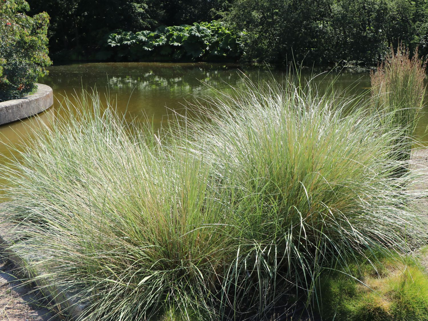 Strandhafer - Ammophila arenaria
