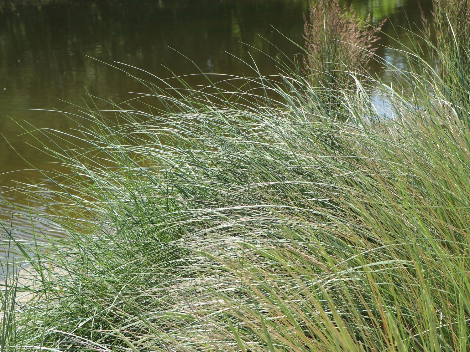 Strandhafer - Ammophila arenaria