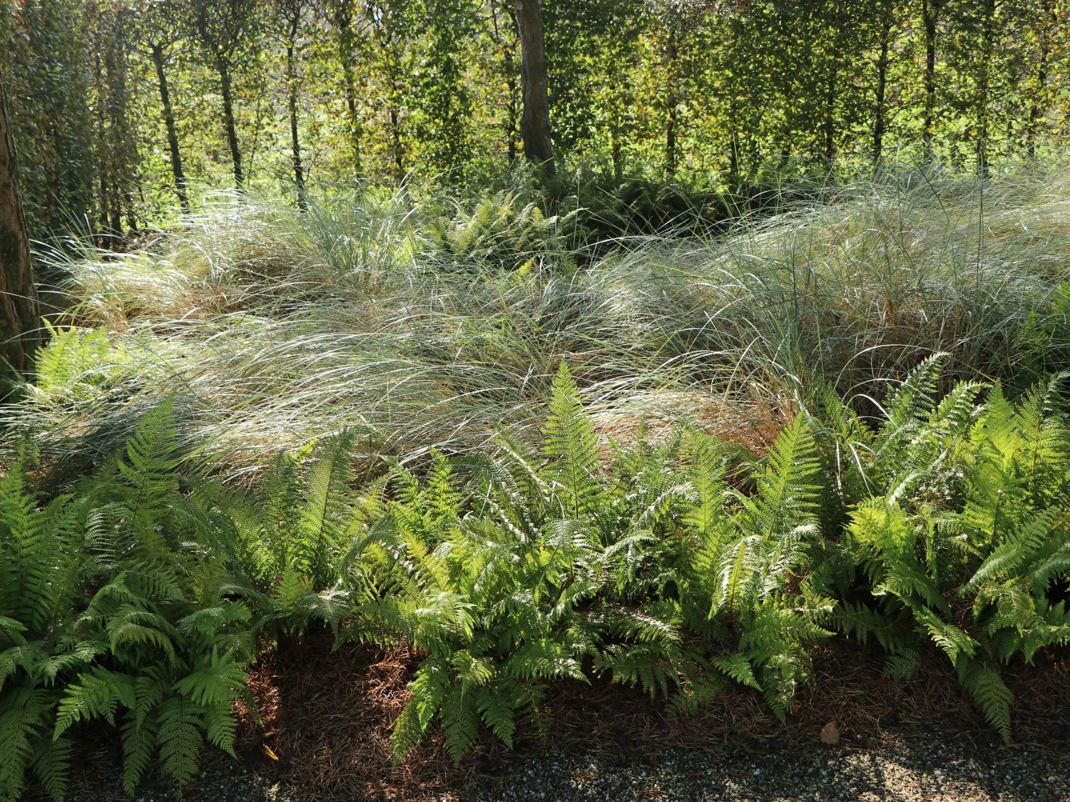 Strandhafer - Ammophila arenaria