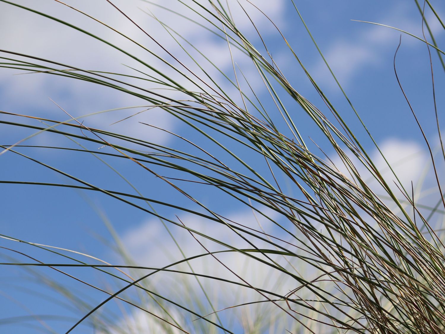Strandhafer - Ammophila arenaria