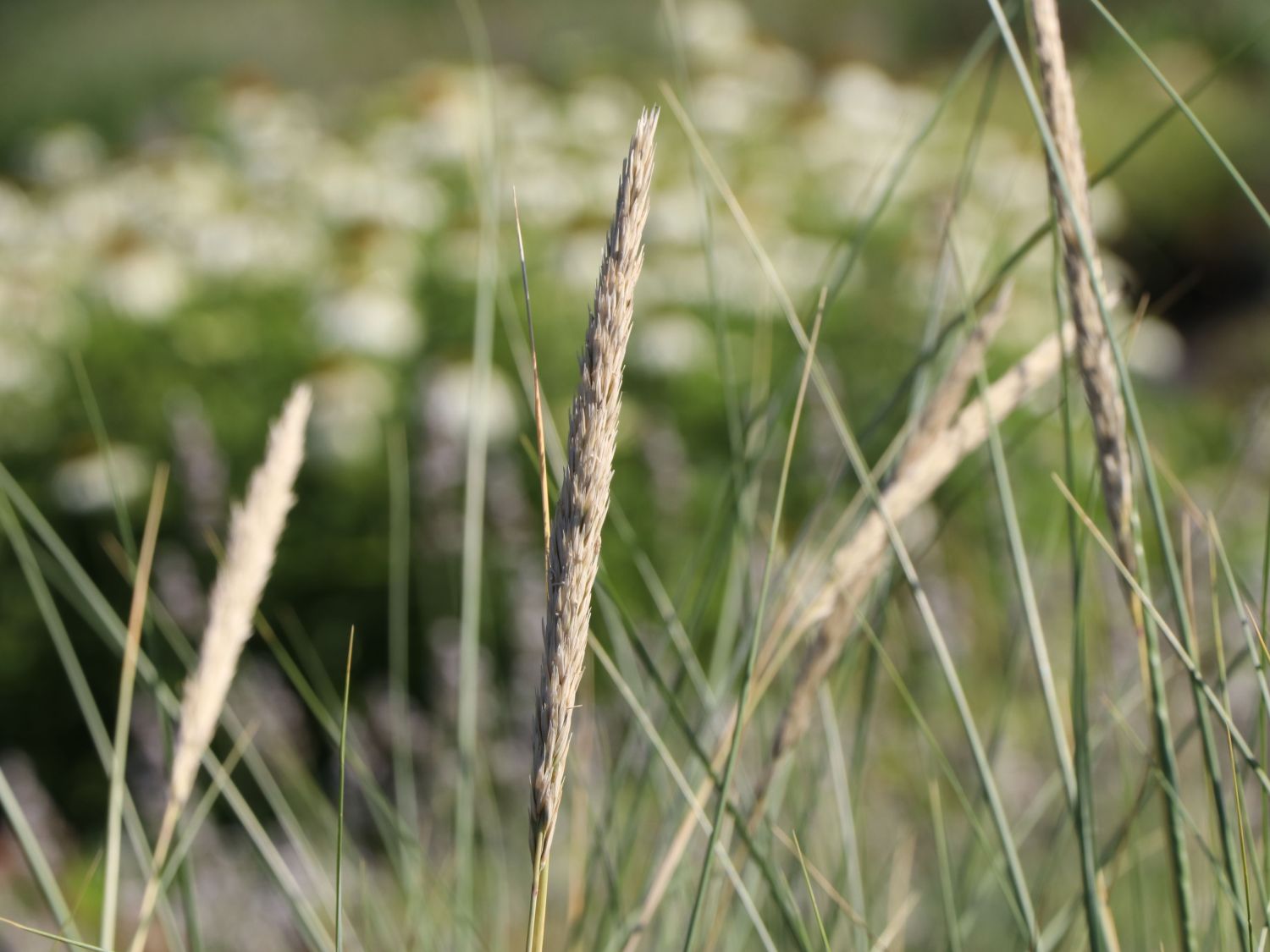 Strandhafer - Ammophila arenaria
