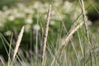 Strandhafer - Ammophila arenaria