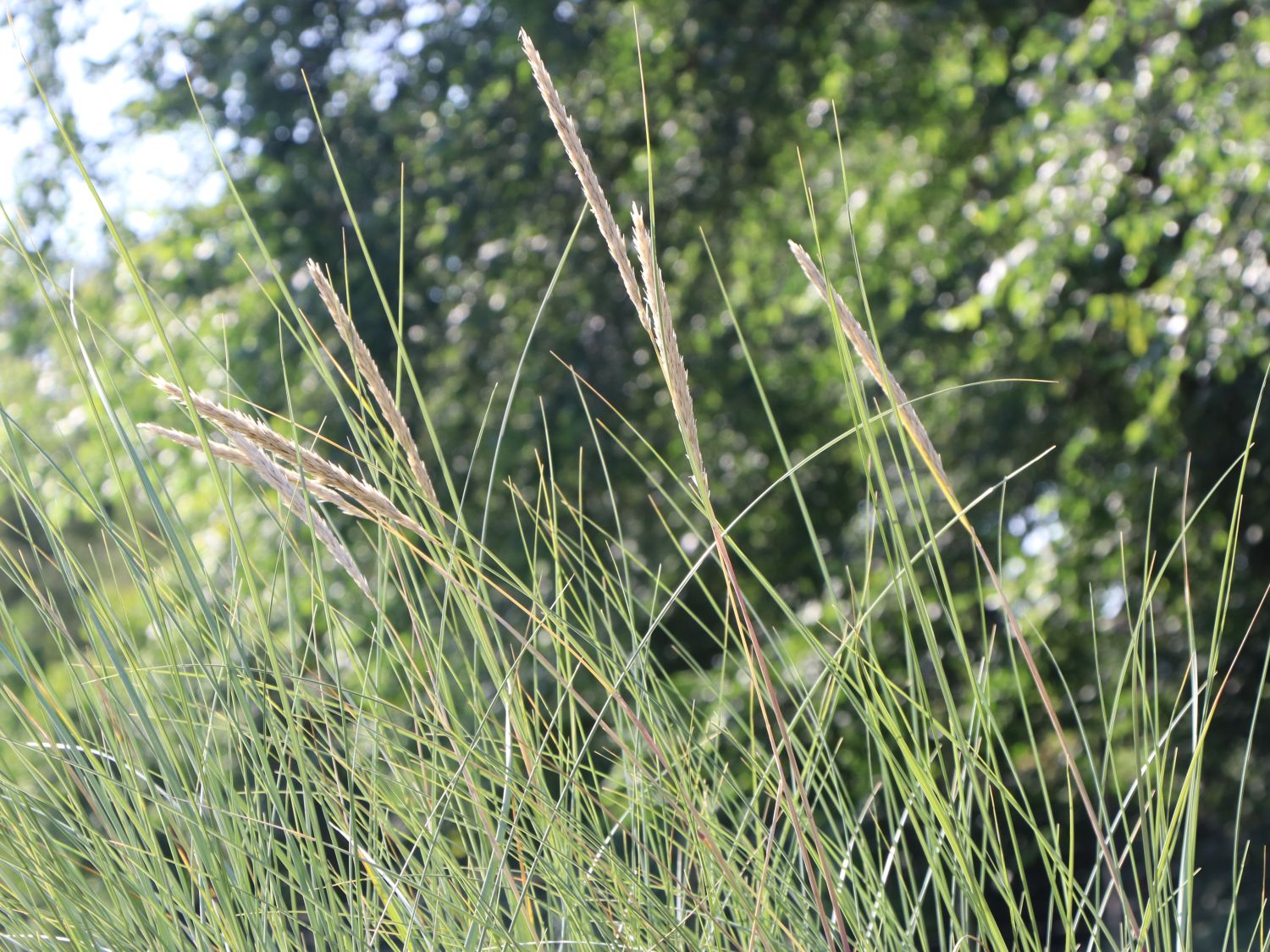 Strandhafer - Ammophila arenaria