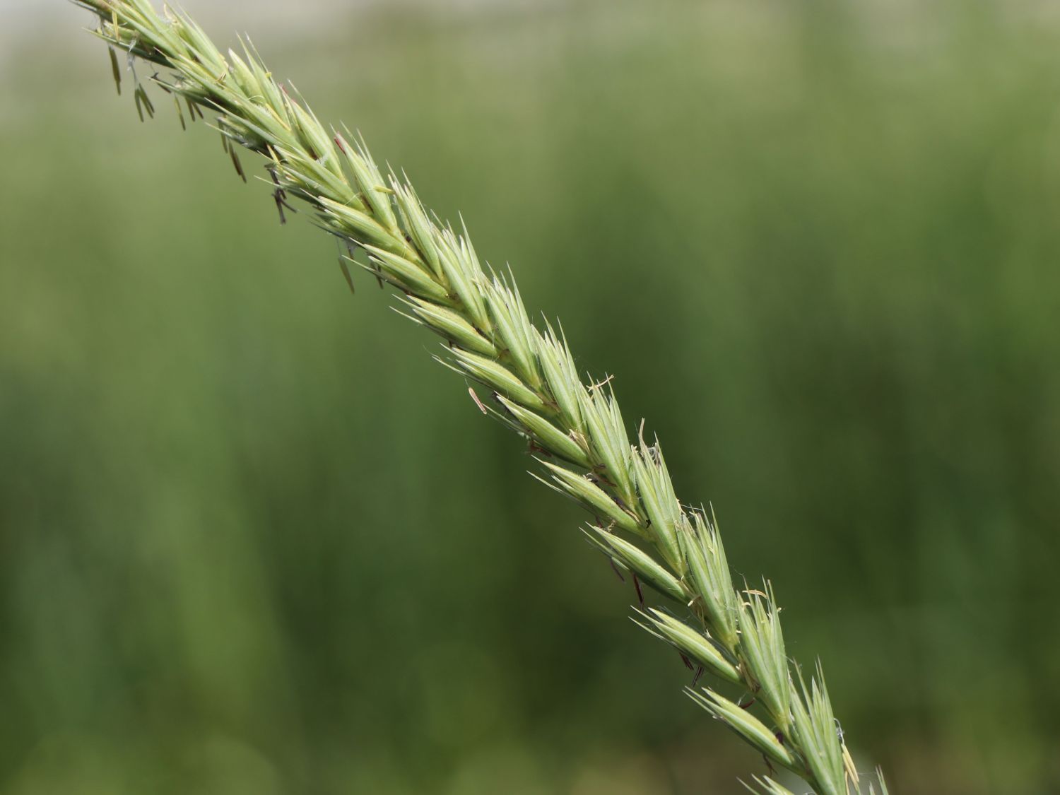 Strandroggen 'Blue Dune' - Leymus arenarius 'Blue Dune'