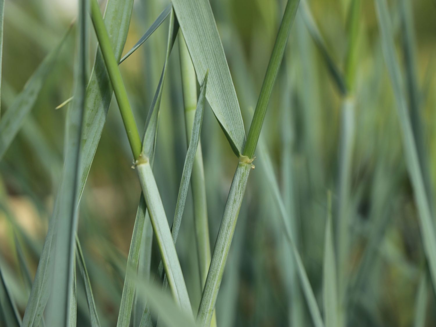 Strandroggen 'Blue Dune' - Leymus arenarius 'Blue Dune'