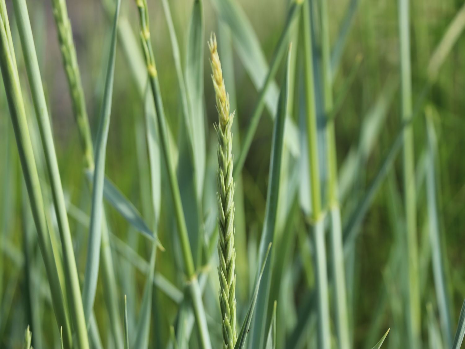 Strandroggen 'Blue Dune' - Leymus arenarius 'Blue Dune'