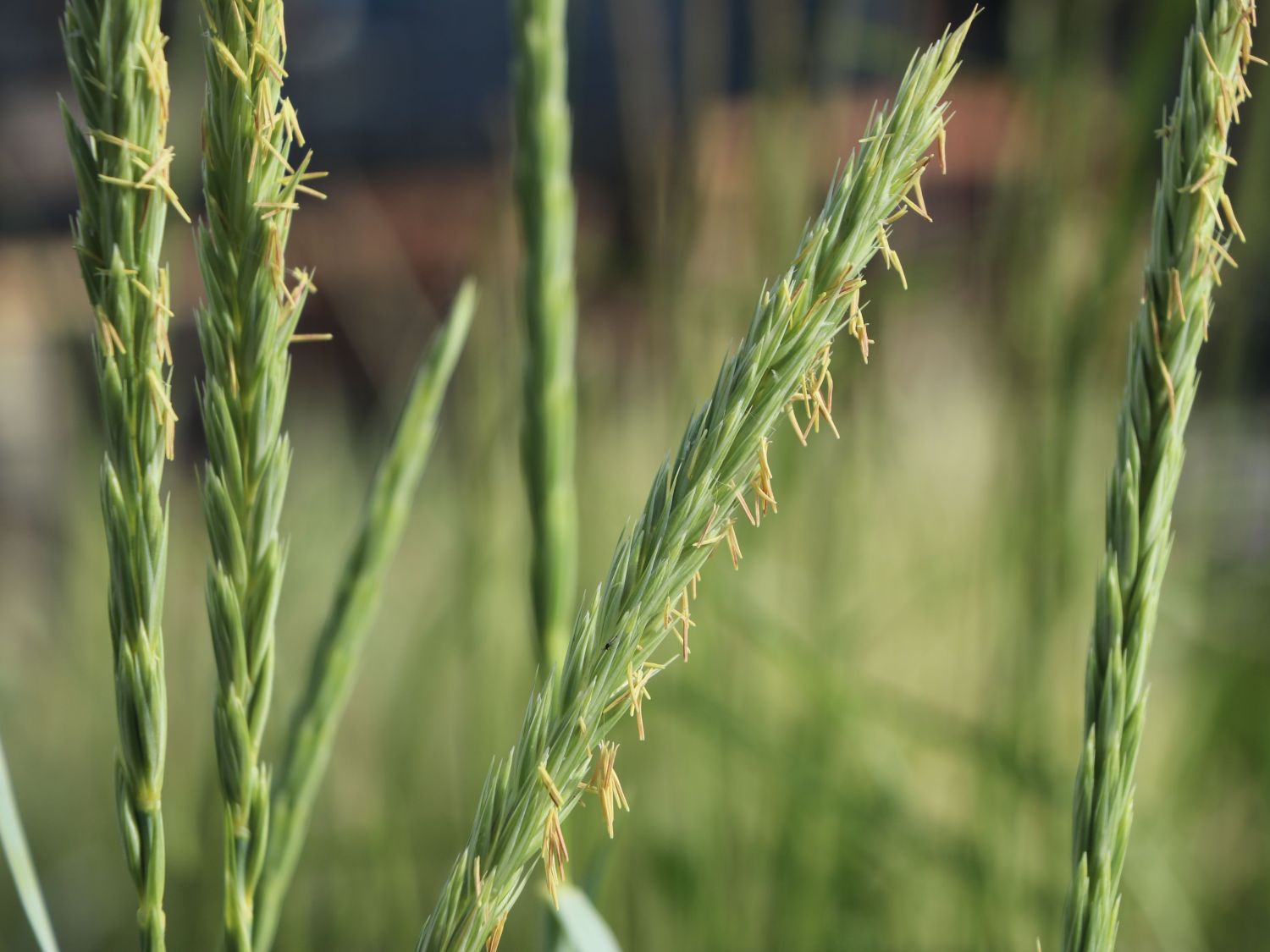 Strandroggen 'Blue Dune' - Leymus arenarius 'Blue Dune'