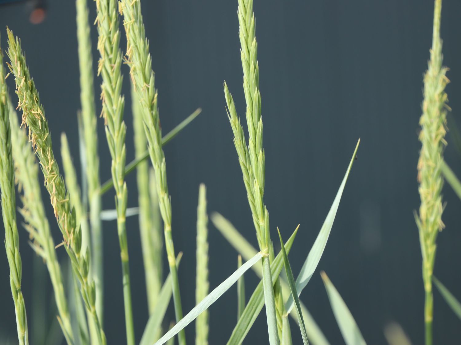 Strandroggen 'Blue Dune' - Leymus arenarius 'Blue Dune'