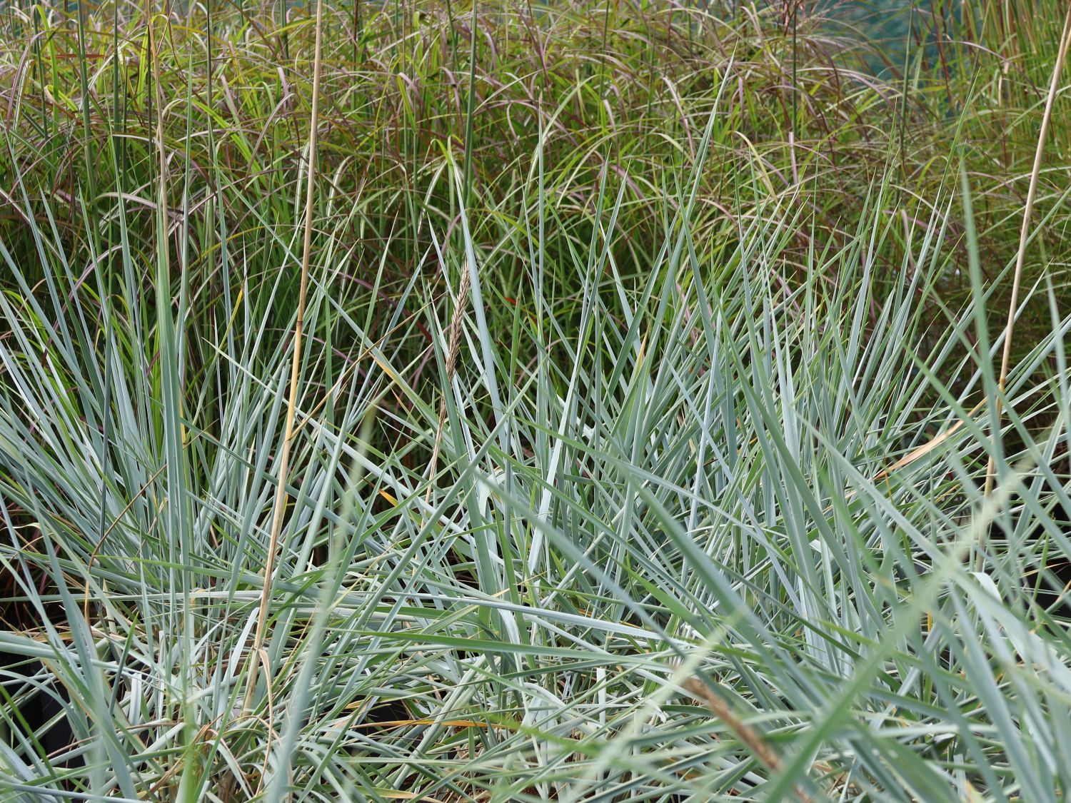 Strandroggen 'Blue Dune' - Leymus arenarius 'Blue Dune'