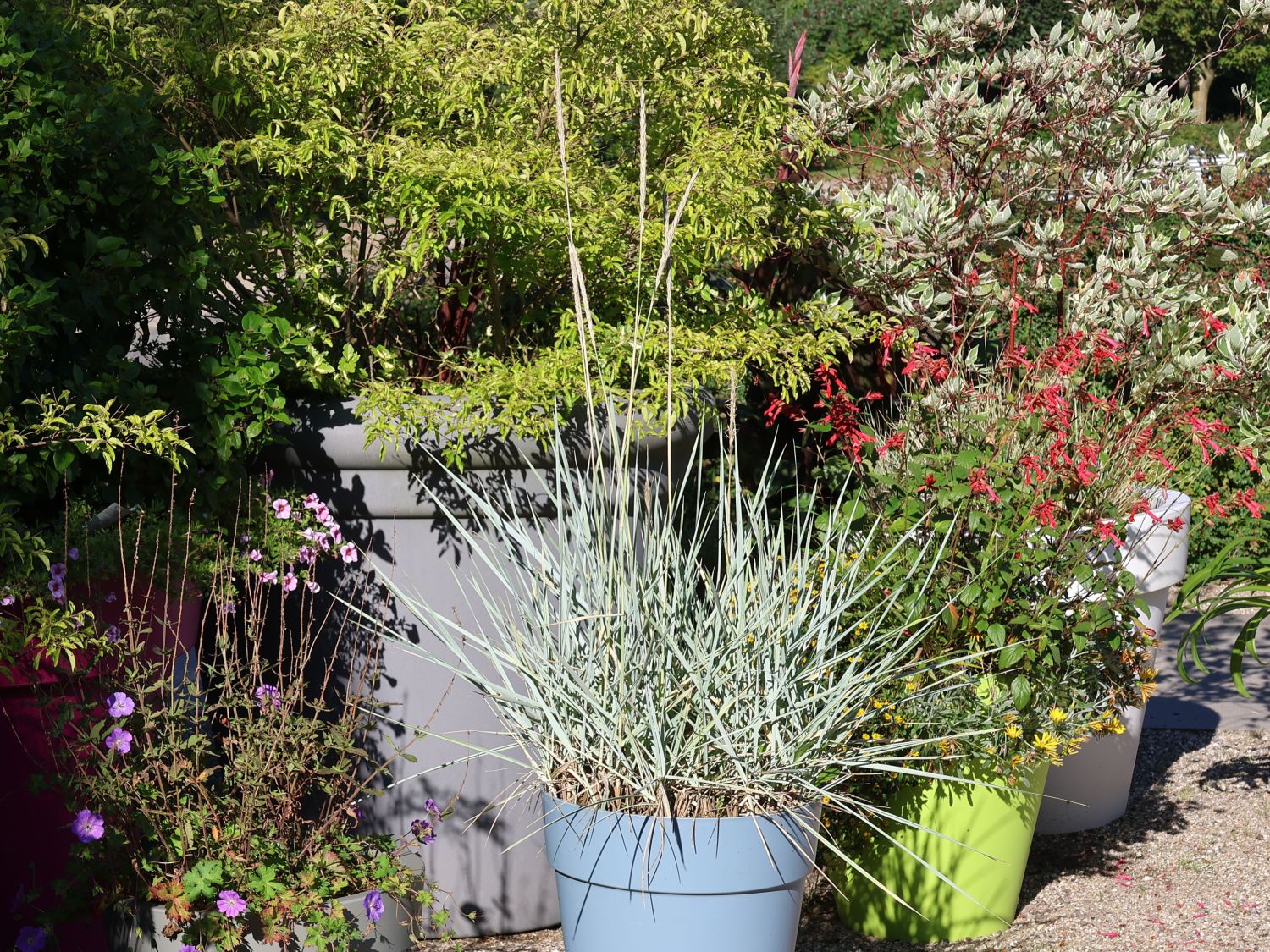 Strandroggen 'Blue Dune' - Leymus arenarius 'Blue Dune'