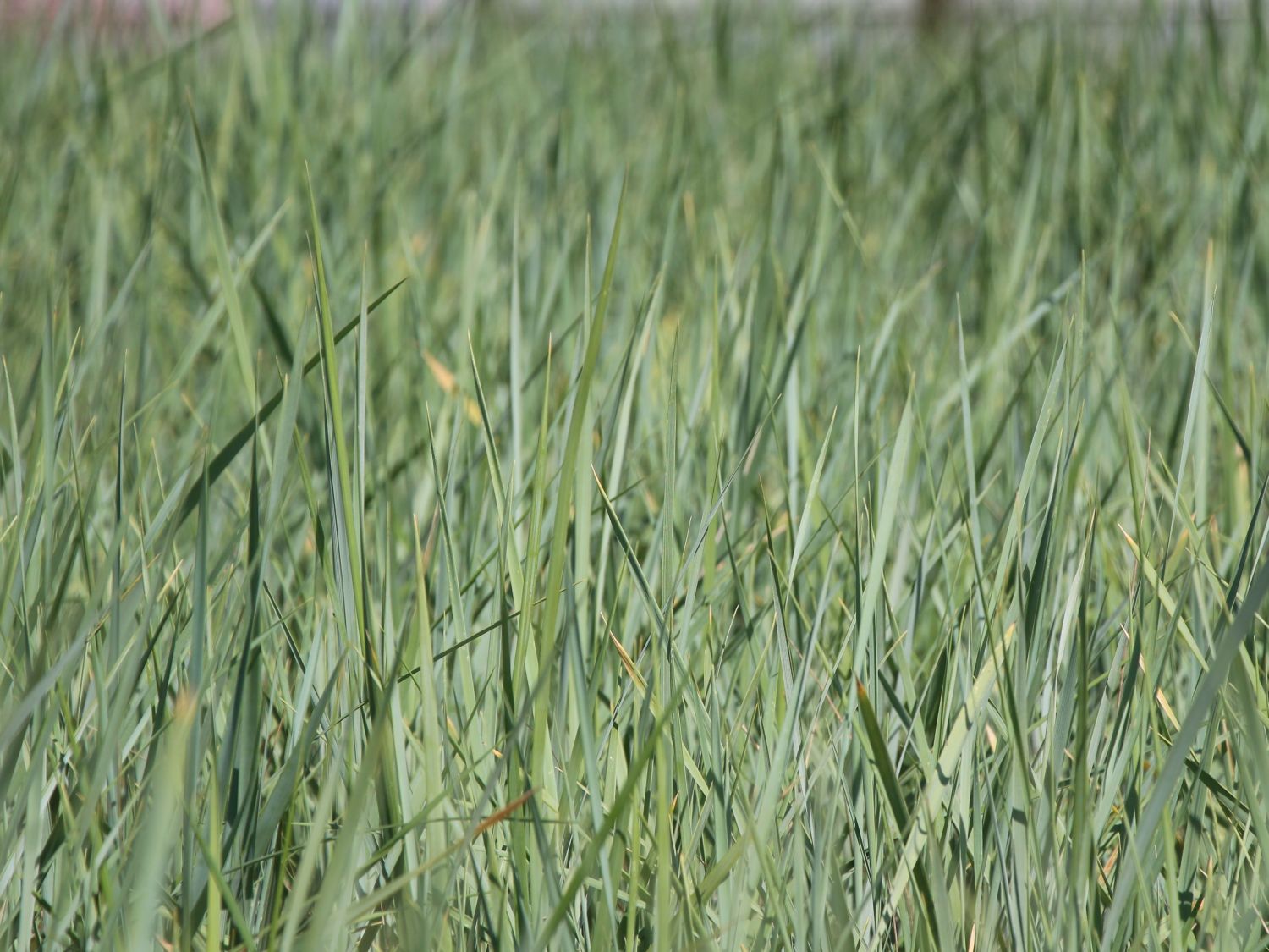 Strandroggen (Leymus)