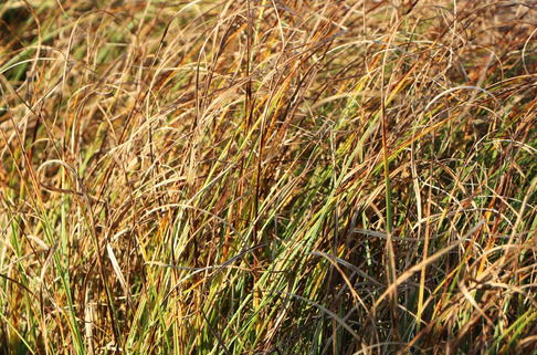 Strandsegge - Carex arenaria