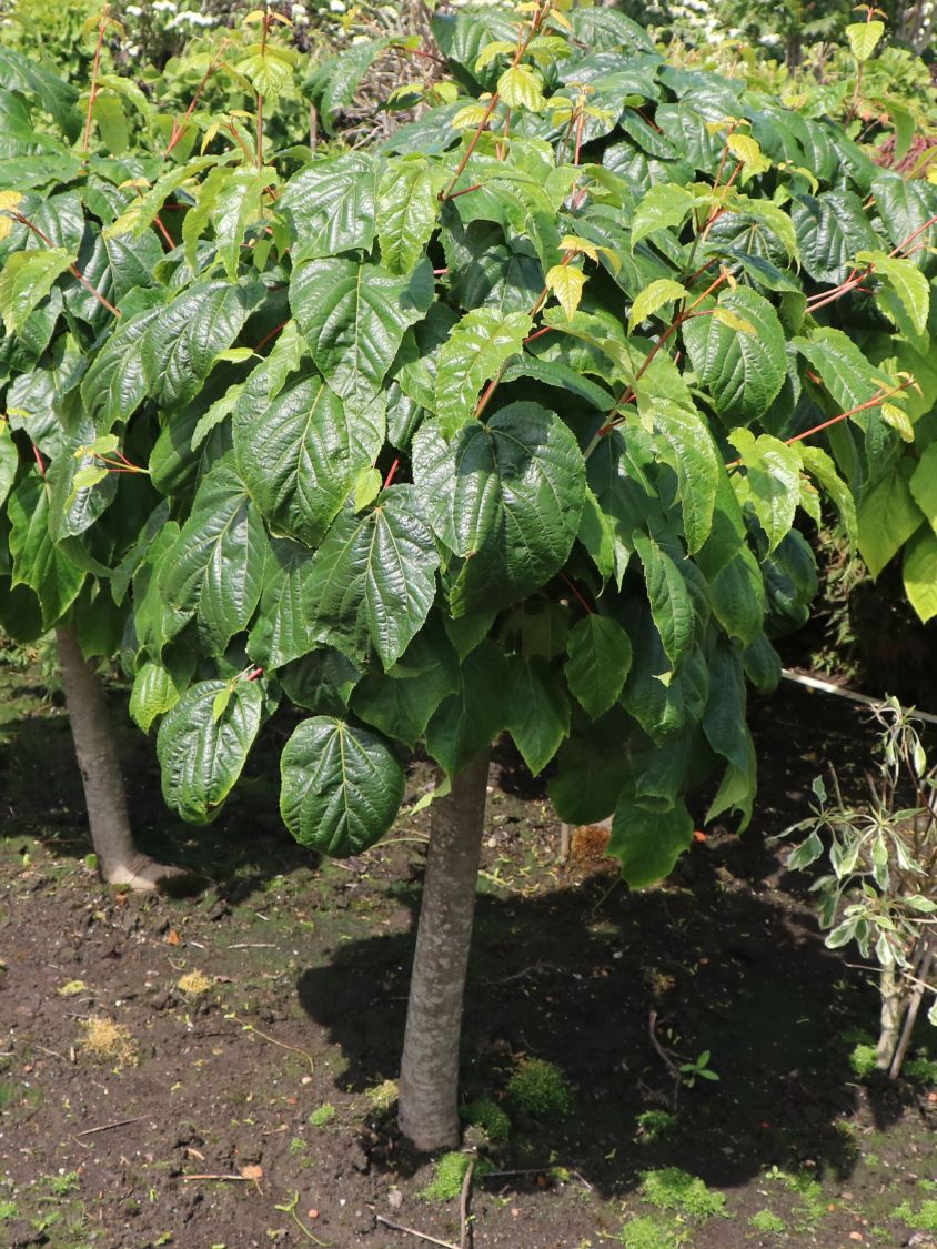 Strauch-Ahorn 'Silver Vein' - Acer conspicuum 'Silver Vein'