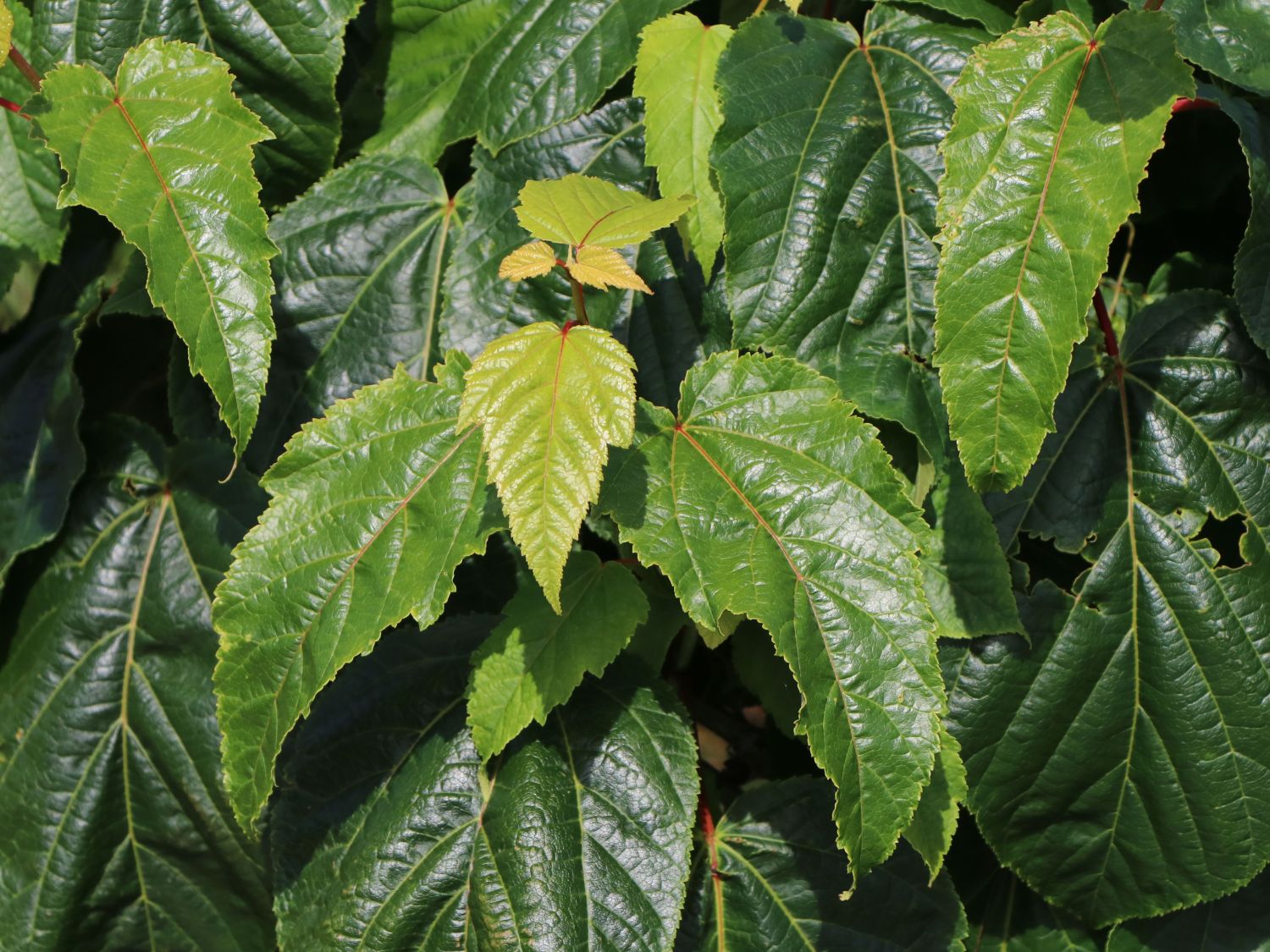 Strauch-Ahorn 'Silver Vein' - Acer conspicuum 'Silver Vein'