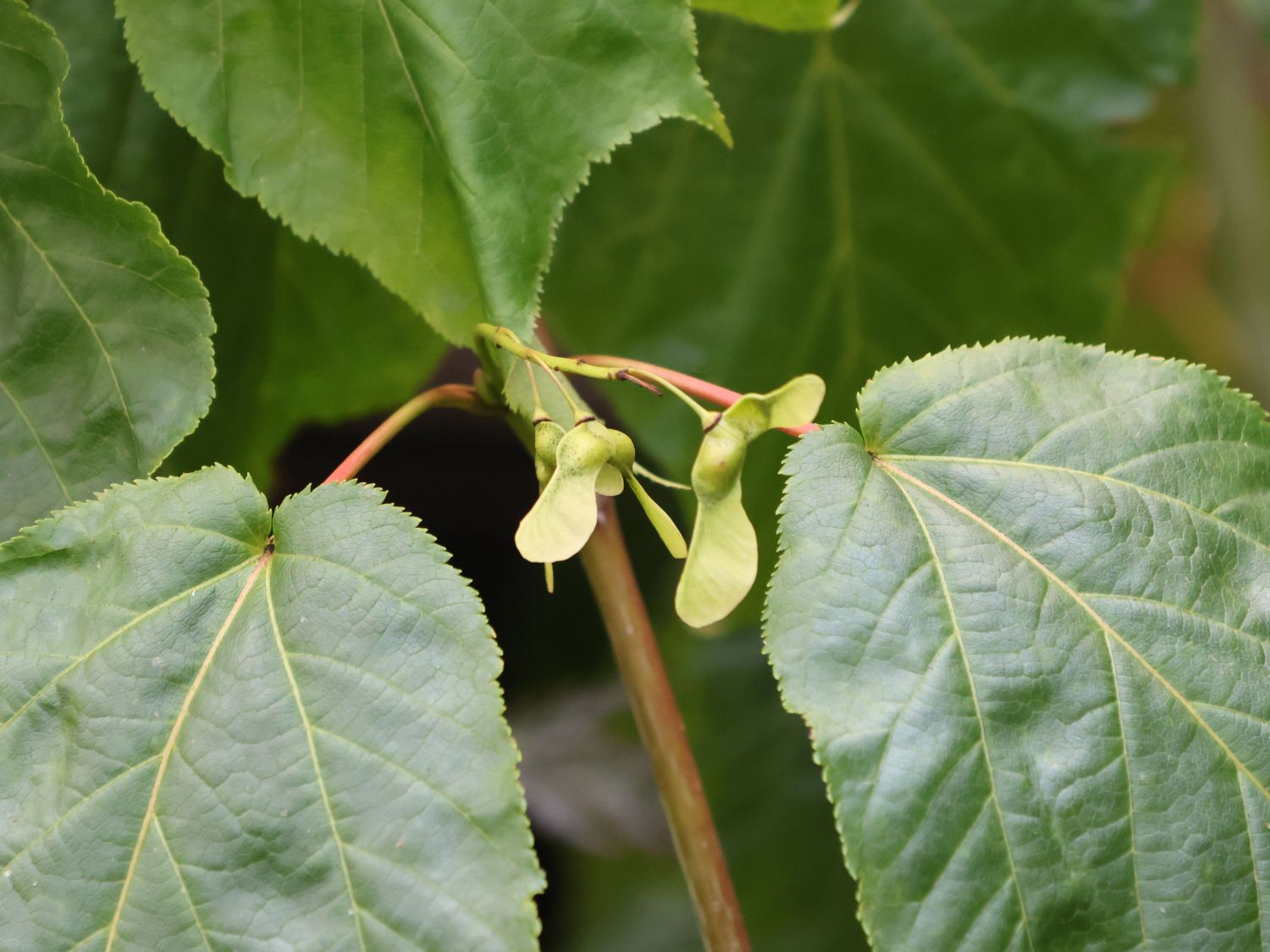 Strauch-Ahorn 'Silver Vein' - Acer conspicuum 'Silver Vein'