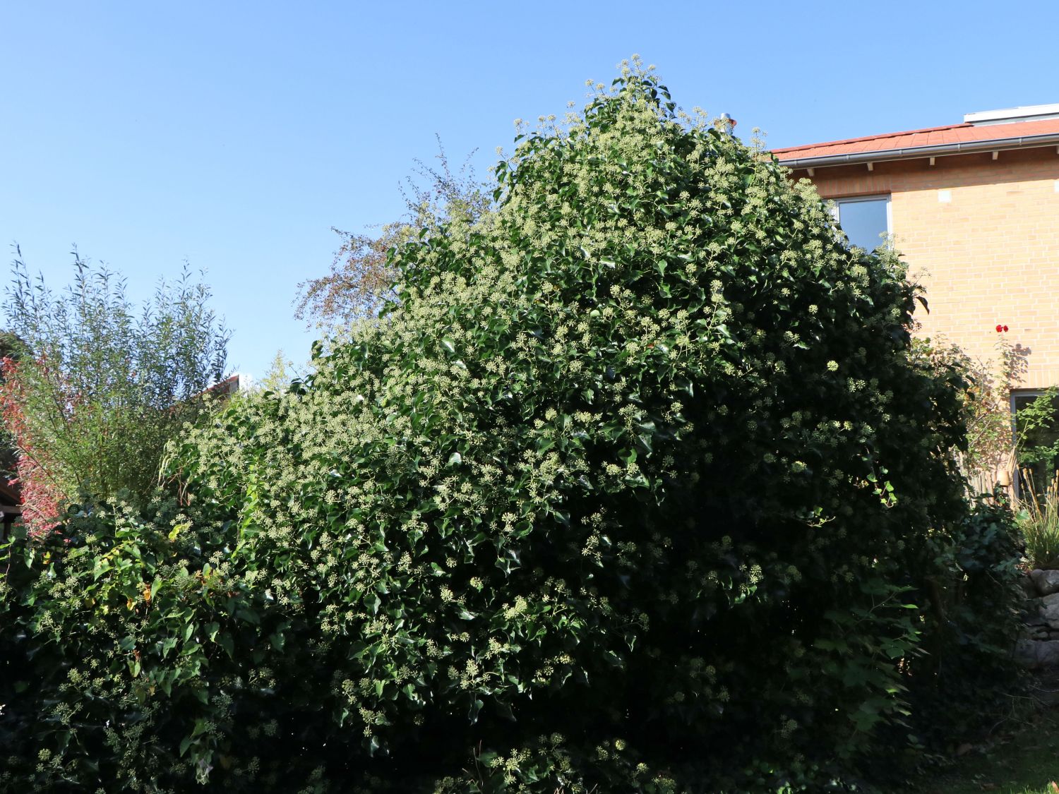 Hedera Helix Arborescens - Strauch-Efeu 50-60cm, Immergrün