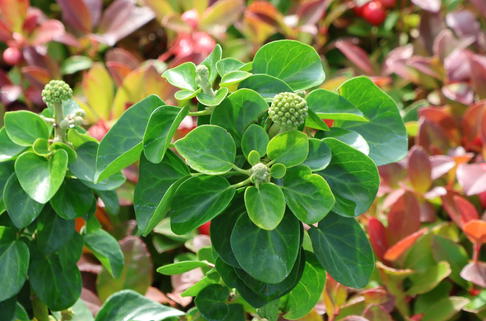 Strauch-Efeu 'Arbori Compact' - Hedera helix 'Arbori Compact'