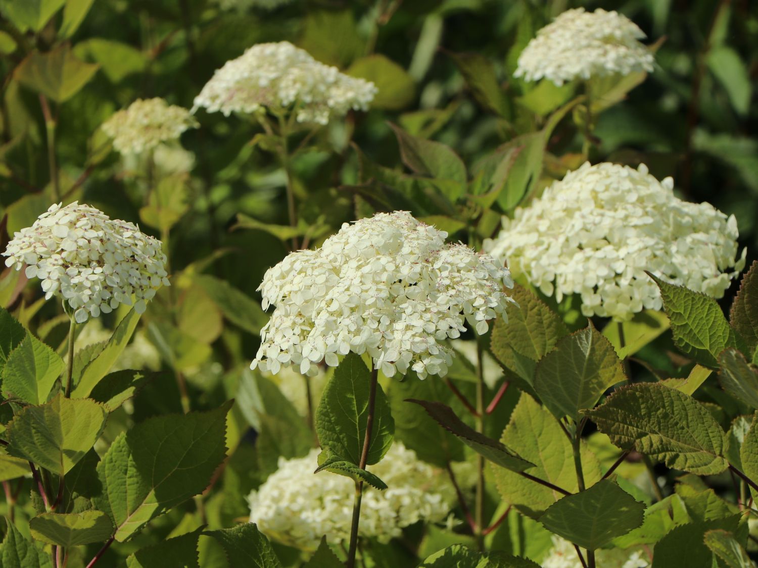 Strauch-Hortensie PROVEN WINNERS ® 'Lime Rickey' ® - Hydrangea arborescens PROVEN WINNERS ® 'Lime Rickey' ®