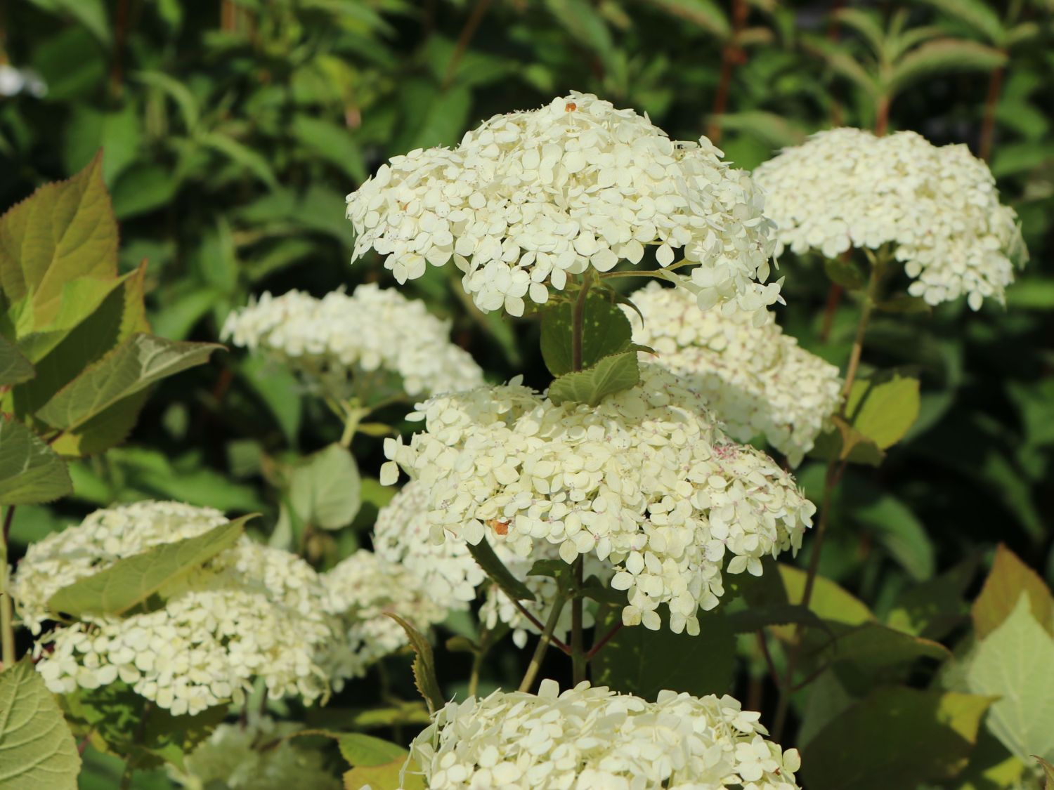 Strauch-Hortensie PROVEN WINNERS ® 'Lime Rickey' ® - Hydrangea arborescens PROVEN WINNERS ® 'Lime Rickey' ®
