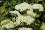 Strauch-Hortensie PROVEN WINNERS ® 'Lime Rickey' ® - Hydrangea arborescens PROVEN WINNERS ® 'Lime Rickey' ®