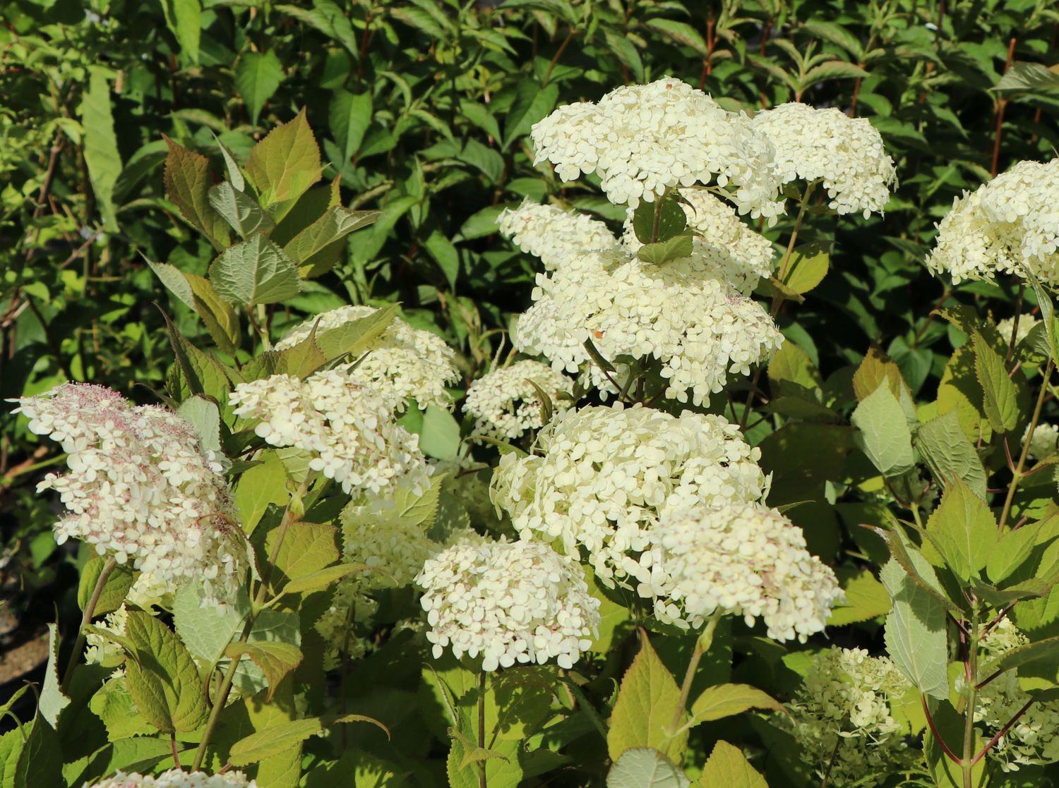 Strauch-Hortensie PROVEN WINNERS ® 'Lime Rickey' ® - Hydrangea arborescens PROVEN WINNERS ® 'Lime Rickey' ®