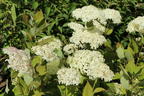 Strauch-Hortensie PROVEN WINNERS ® 'Lime Rickey' ® - Hydrangea arborescens PROVEN WINNERS ® 'Lime Rickey' ®