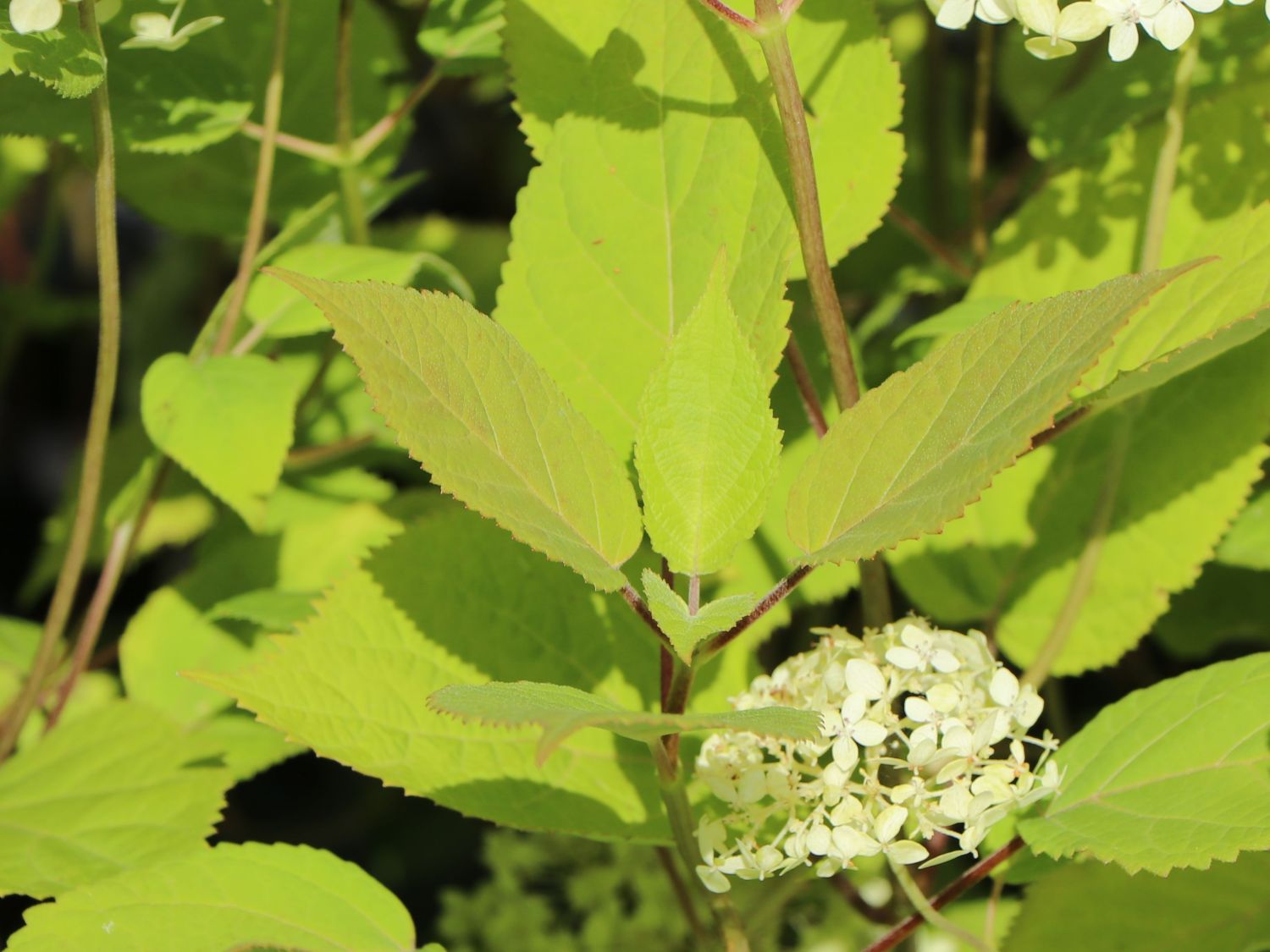 Strauch-Hortensie PROVEN WINNERS ® 'Lime Rickey' ® - Hydrangea arborescens PROVEN WINNERS ® 'Lime Rickey' ®