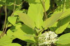 Strauch-Hortensie PROVEN WINNERS ® 'Lime Rickey' ® - Hydrangea arborescens PROVEN WINNERS ® 'Lime Rickey' ®