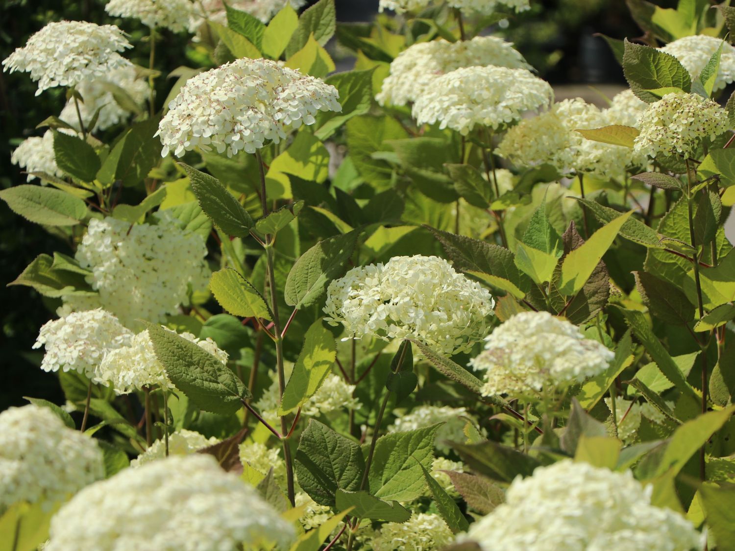 Strauch-Hortensie PROVEN WINNERS ® 'Lime Rickey' ® - Hydrangea arborescens PROVEN WINNERS ® 'Lime Rickey' ®