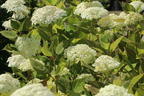 Strauch-Hortensie PROVEN WINNERS ® 'Lime Rickey' ® - Hydrangea arborescens PROVEN WINNERS ® 'Lime Rickey' ®