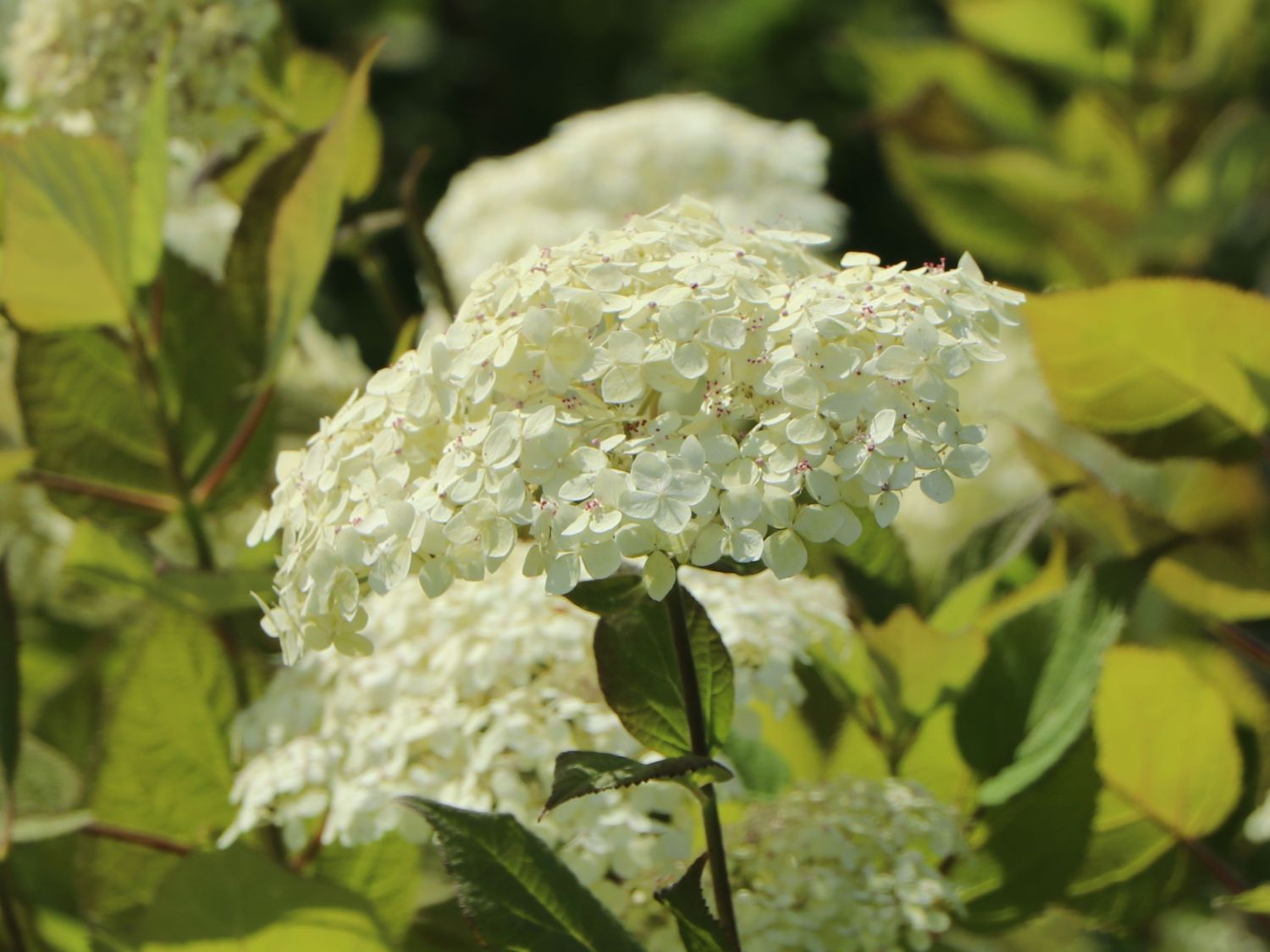 Strauch-Hortensie PROVEN WINNERS ® 'Lime Rickey' ® - Hydrangea arborescens PROVEN WINNERS ® 'Lime Rickey' ®