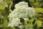 Strauch-Hortensie PROVEN WINNERS ® 'Lime Rickey' ® - Hydrangea arborescens PROVEN WINNERS ® 'Lime Rickey' ®