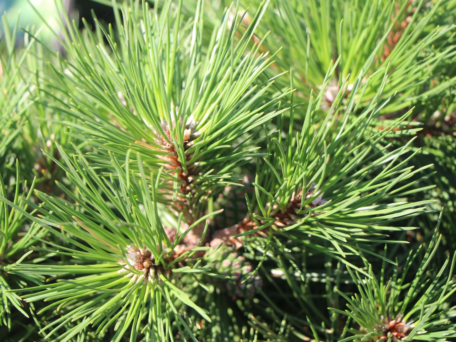 Strauch-Schwarzkiefer 'Nana' - Pinus nigra 'Nana'