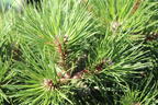Strauch-Schwarzkiefer 'Nana' - Pinus nigra 'Nana'