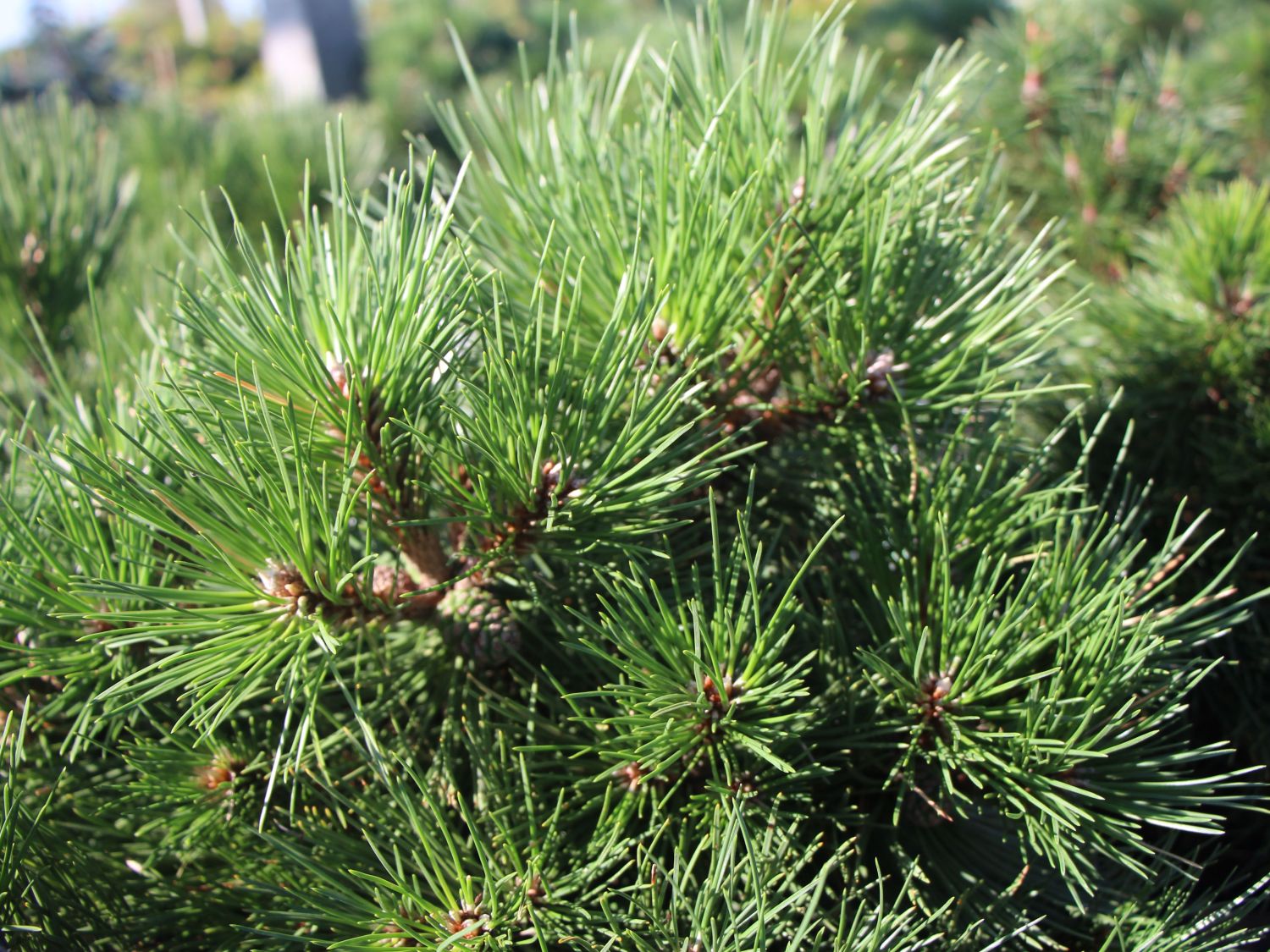 Strauch-Schwarzkiefer 'Nana' - Pinus nigra 'Nana'