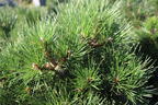 Strauch-Schwarzkiefer 'Nana' - Pinus nigra 'Nana'