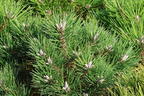 Strauch-Schwarzkiefer 'Nana' - Pinus nigra 'Nana'