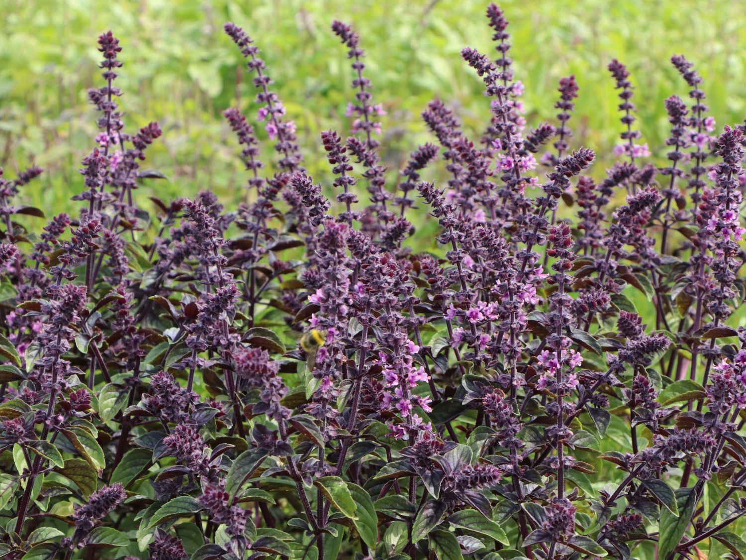 Basilikum (Ocimum)