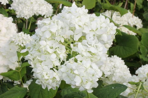 Strauch-Hortensie / Schneeball-Hortensie 'Grandiflora' - Hydrangea arborescens 'Grandiflora'