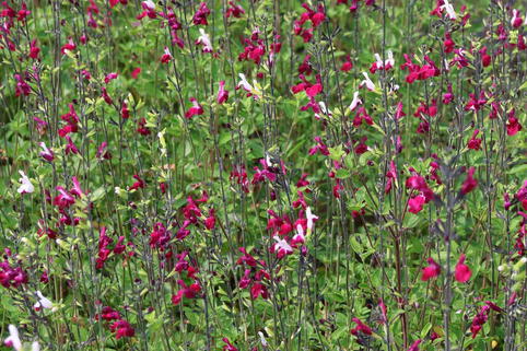 Strauchiger Salbei 'Cherry Lips' - Salvia greggii 'Cherry Lips'