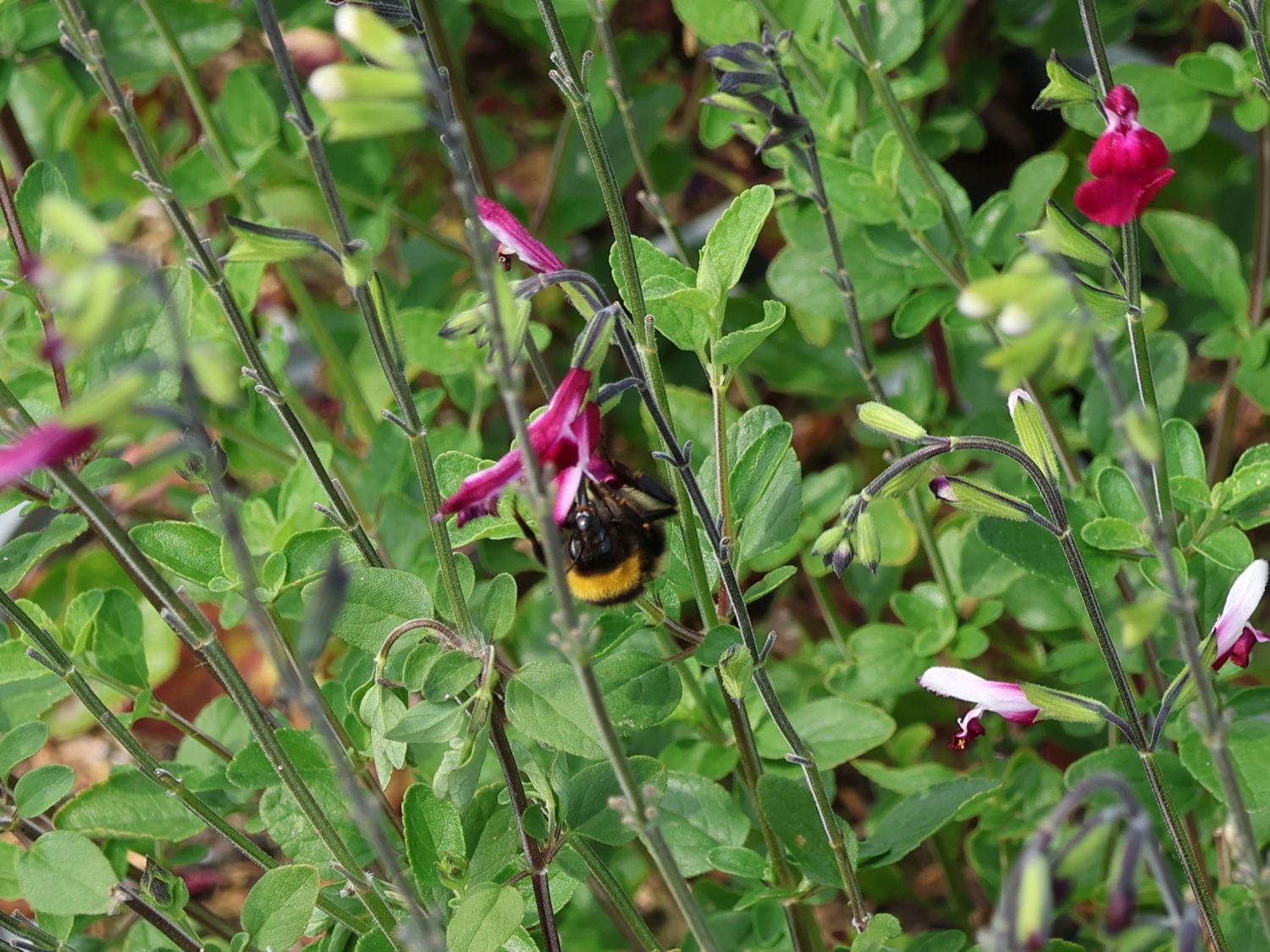 Strauchiger Salbei 'Cherry Lips' - Salvia greggii 'Cherry Lips'