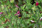 Strauchiger Salbei 'Cherry Lips' - Salvia greggii 'Cherry Lips'