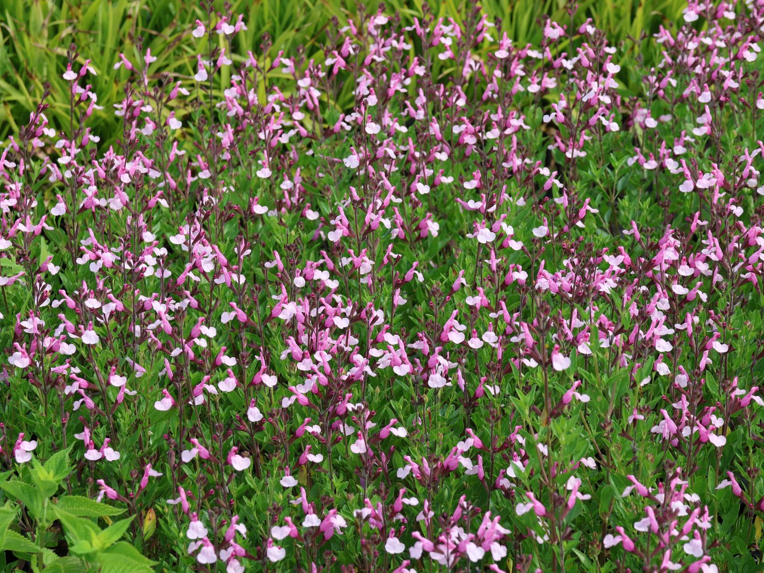 Strauchiger Salbei 'Joy'