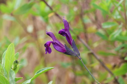 Strauchiger Salbei 'Oriental Dove' - Salvia greggii 'Oriental Dove'