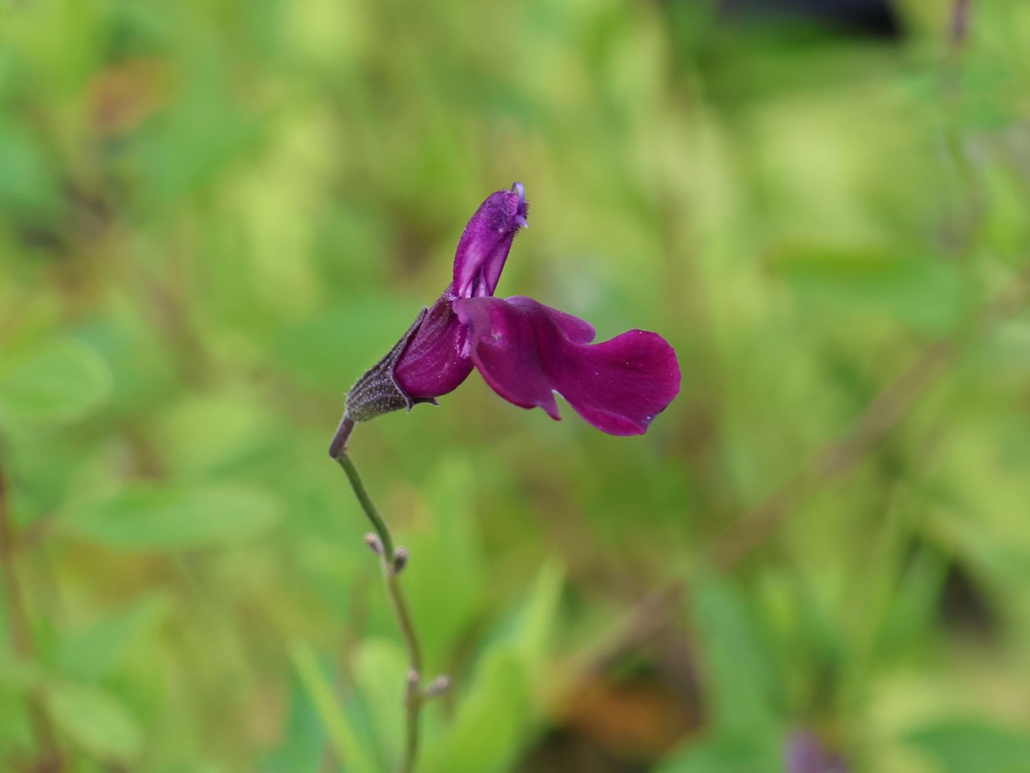 Strauchiger Salbei 'Oriental Dove' - Salvia greggii 'Oriental Dove'